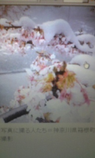 桜と雪.jpg
